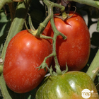 TOMATE RUSSE ROUGE AB C 0.5L-(828992)