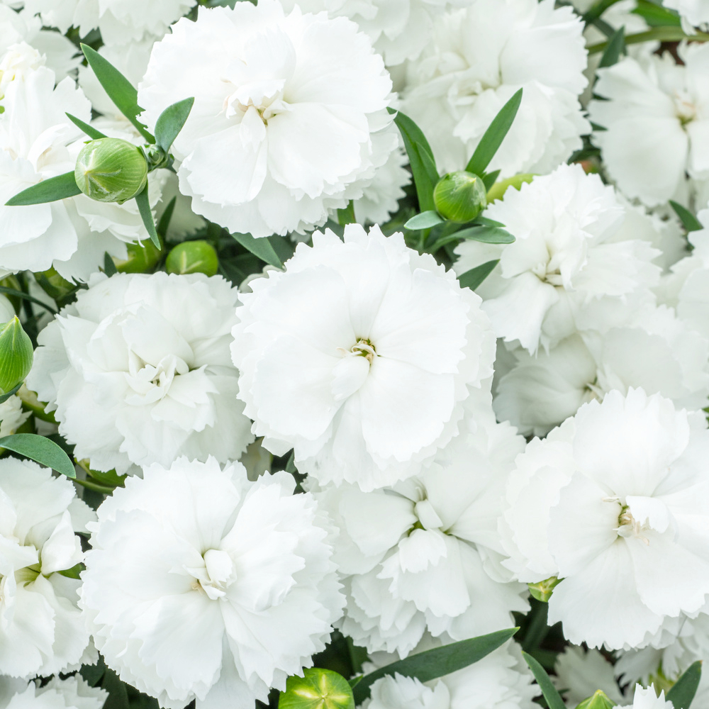 Vivace méditerranéenne, variétés variables - godet