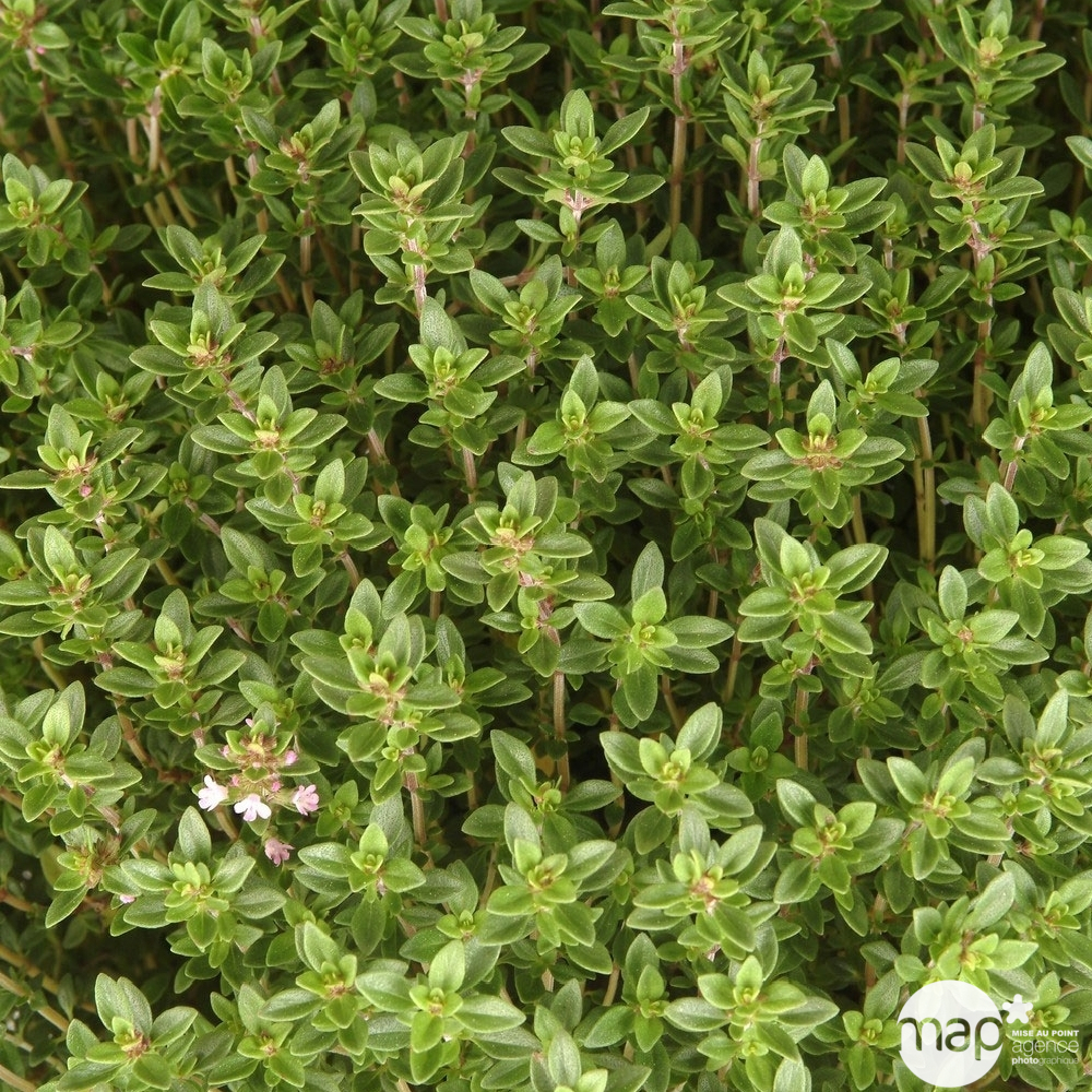 THYM CITRON AB C 1L-(829067)