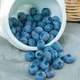 Myrtillier 'Blue Crop' : pot de 1,3 litres