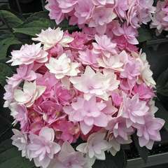 Hortensia Macrophylla You And Me Â® 1,3L