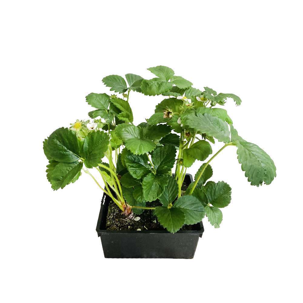 FRAISIER SENGA SENGANA AB B4-(830688)