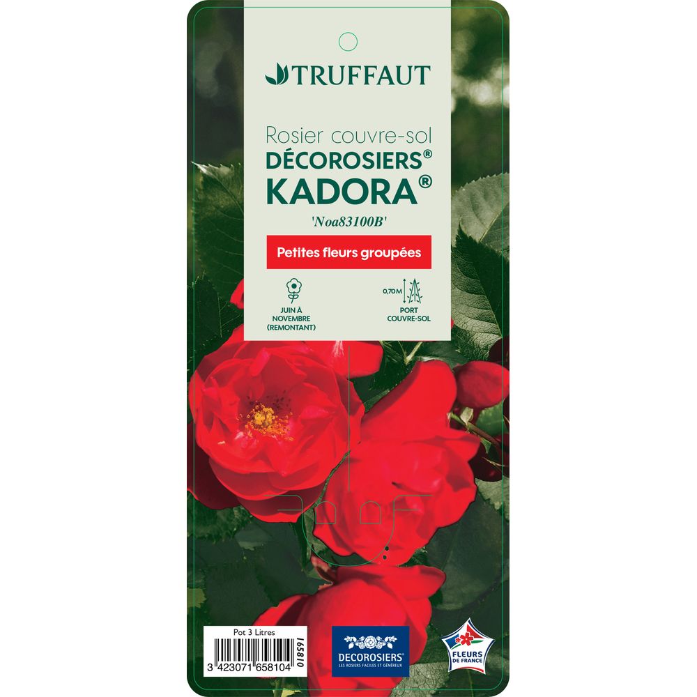 Rosier couvre-sol Décorosiers® 'Kadora® (Noa83100b) : pot de 5 litres