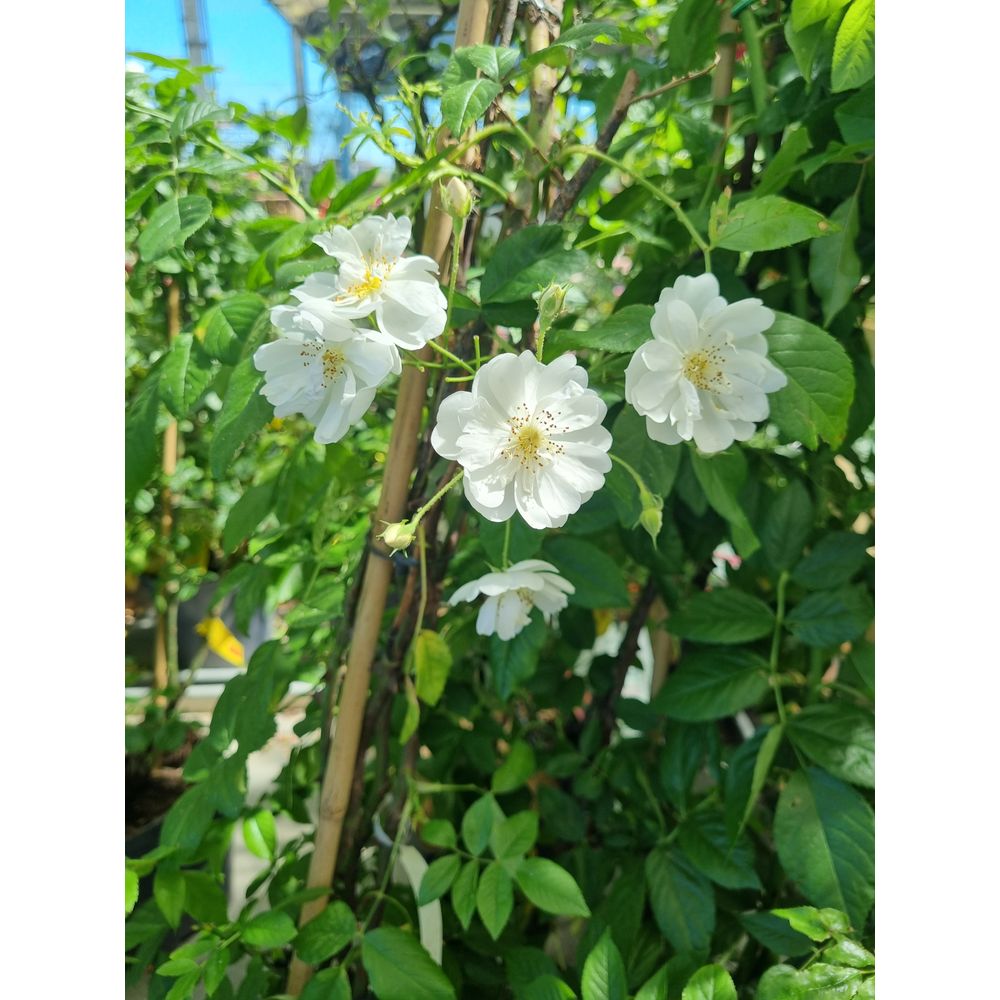 Rosier grimpant liane 'Bobbie James' pot 5L