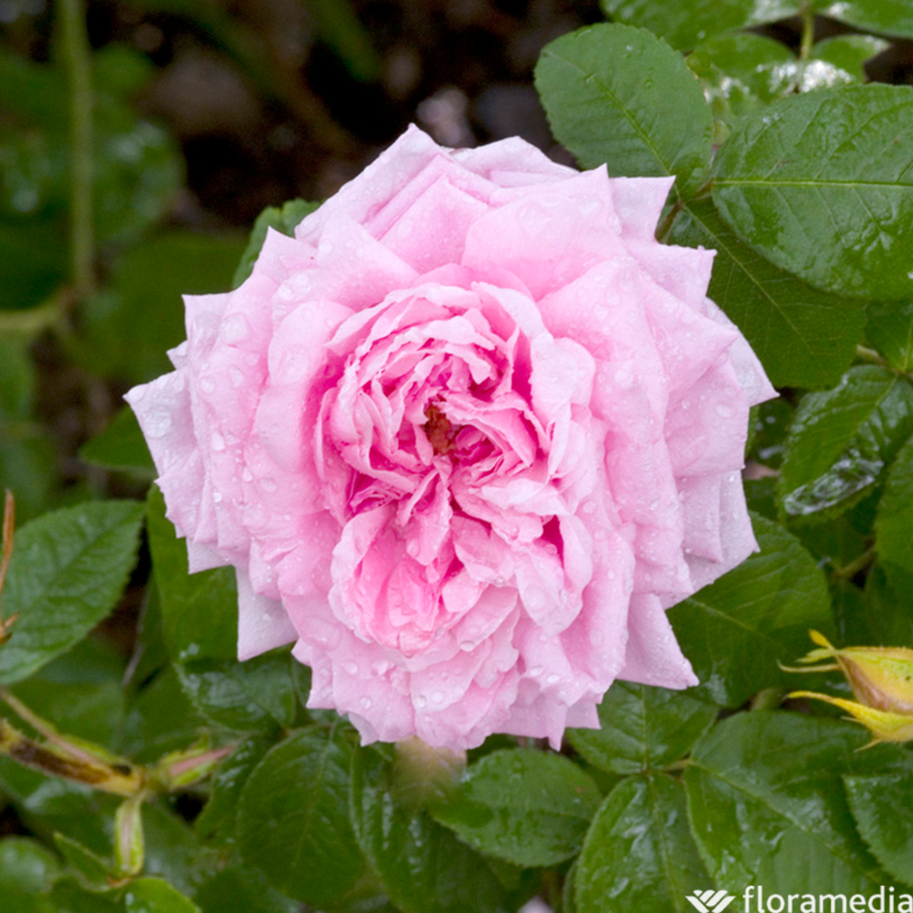 ROSIER COMTE DE CHAMBORD C 5L-(830718)