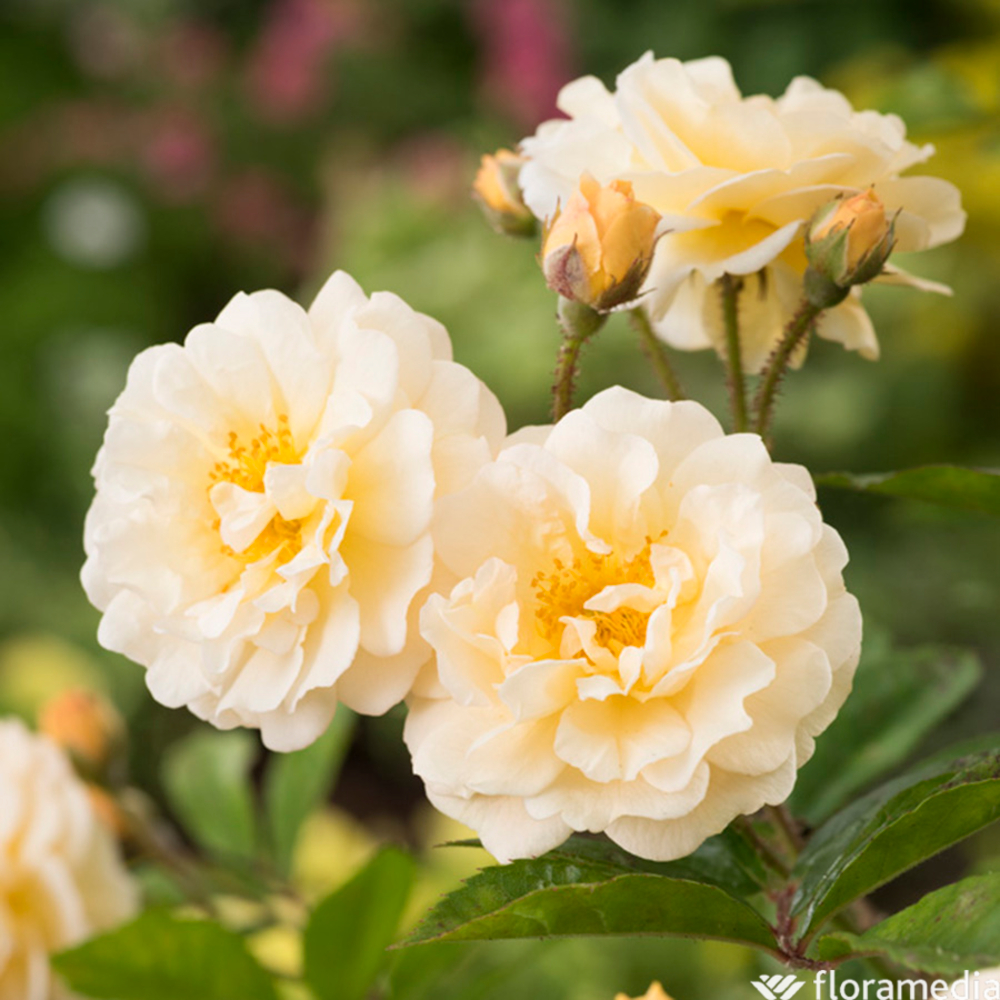 ROSIER G.DE FELIGONDE C 5L-(830720)