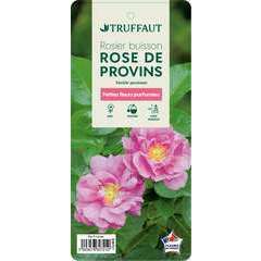 Rosier buisson 'Rose De Provins' : pot de 5 litres