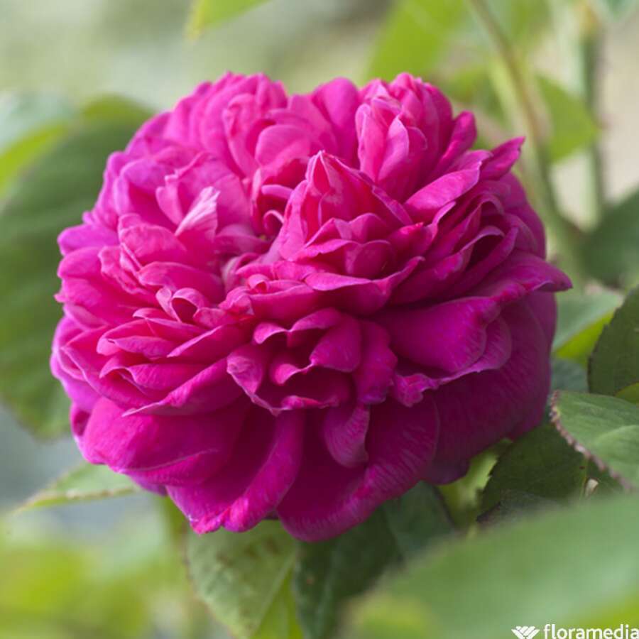 Rosier Buisson Rose De Rescht Pot De 5 Litres Truffaut