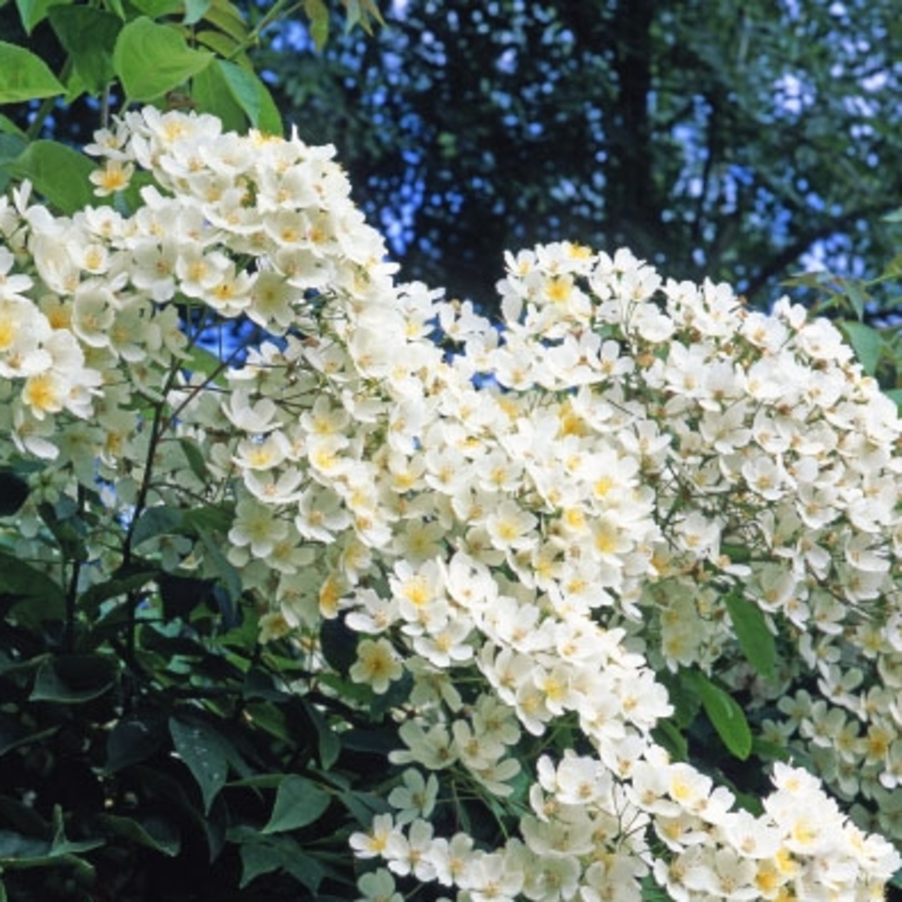 ROSIER KIFSGATE C 5L-(830728)