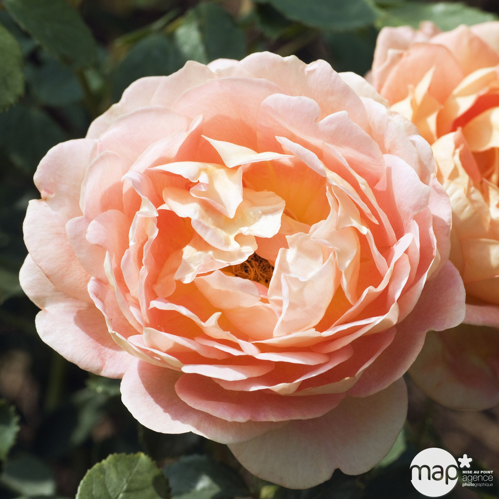 rosier anglais 'Lady of Shallot®' (Ausnyson) : pot de 5 litres