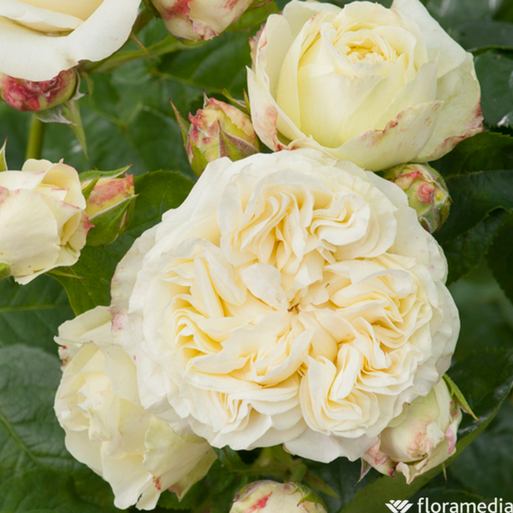 ROSIER WINTER LODGE LR C 5L-(830738)