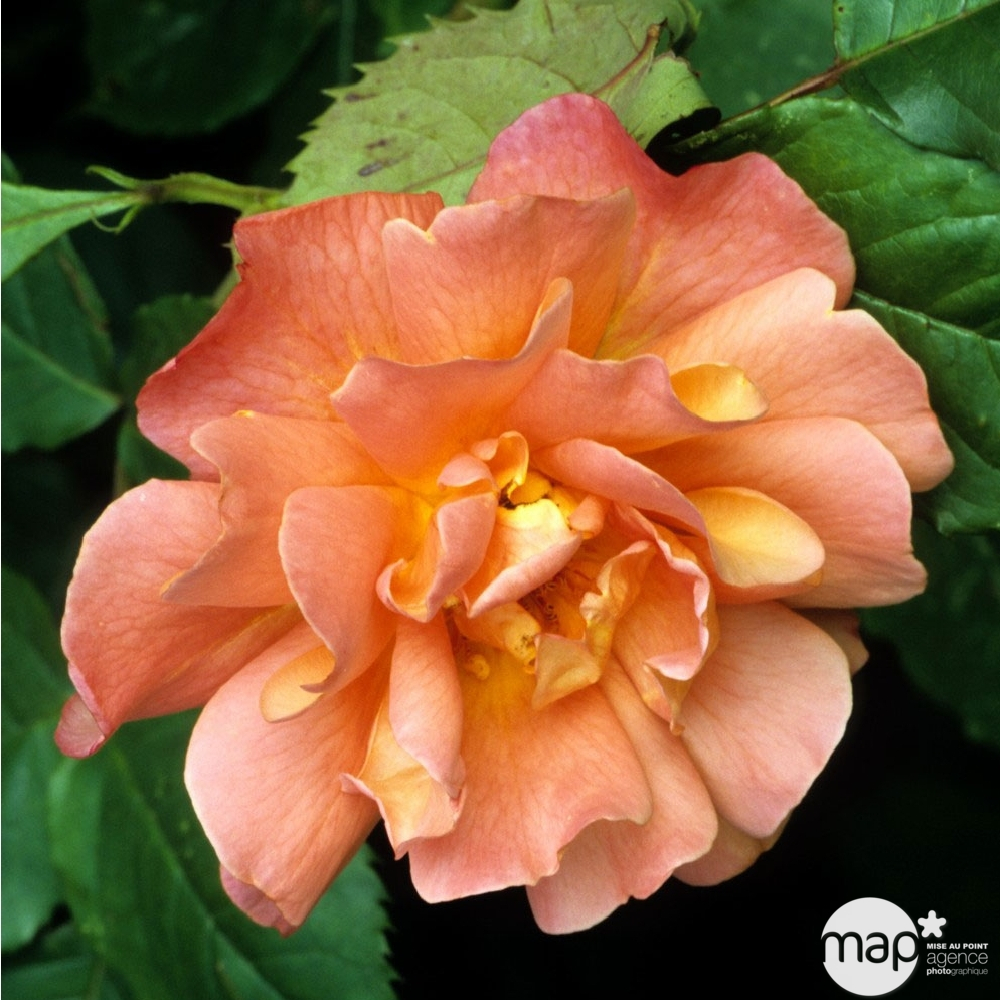 Rosier arbustif 'Westerland®' (Korwest): pot de 5 litres