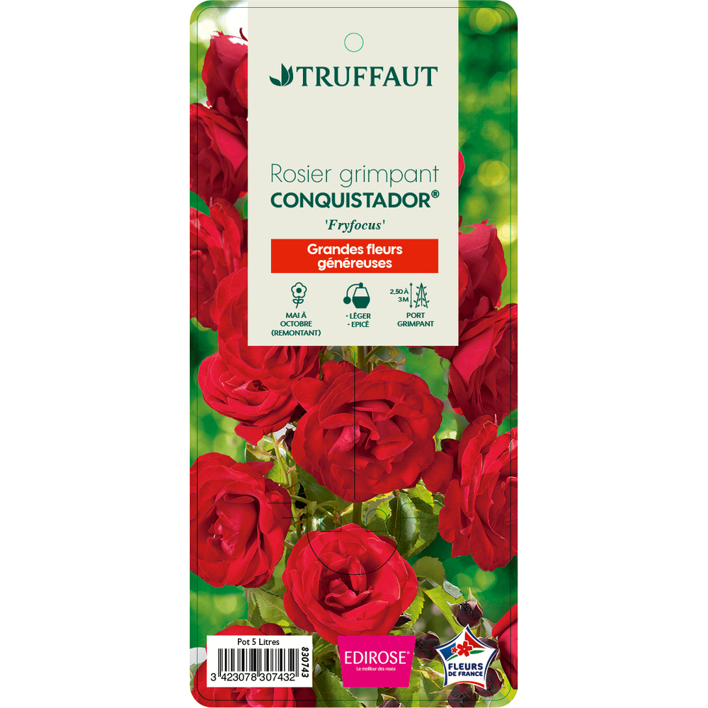 Rosier grimpant 'Conquistador®' (Fryfocus) : pot de 5 litres