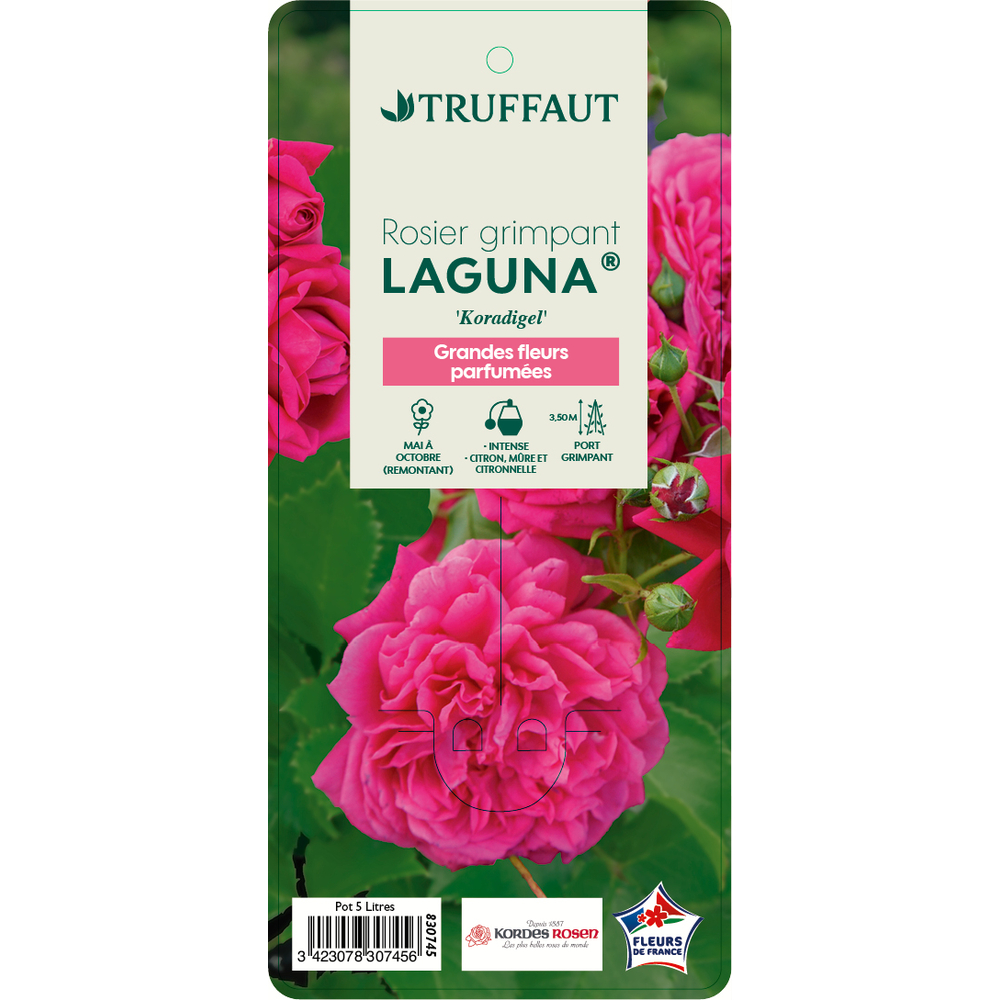 Rosier grimpant 'Laguna®' (Koradigel) : pot de 5 litres