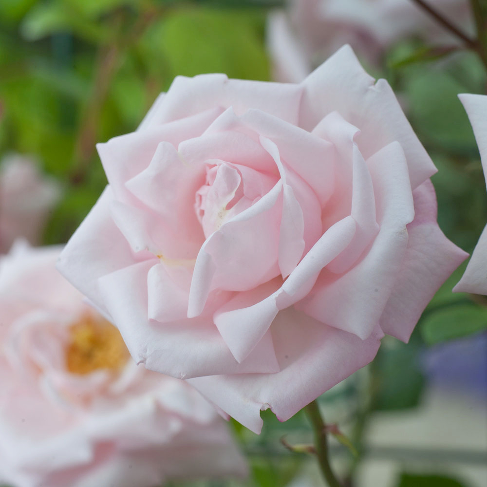 Rosier grimpant 'New Dawn' : pot de 5 litres