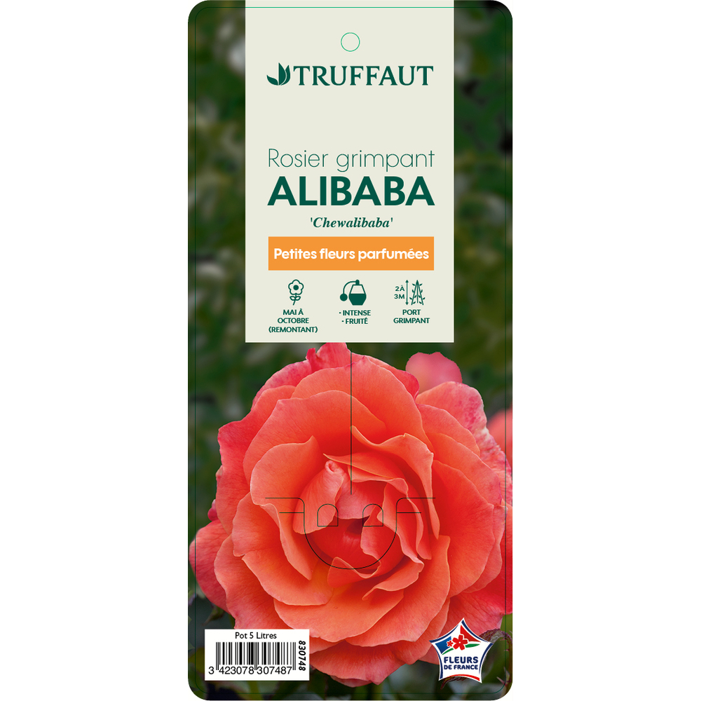 Rosier grimpant 'Alibaba' : pot de 5 litres
