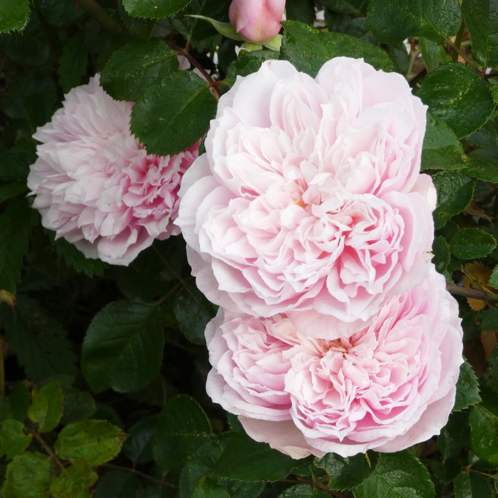 
Rosier Folie de Bagatelle pot 5L