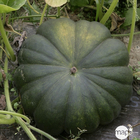 COURGE MUSQ.PROVENCE AB C 0.5L-(830764)
