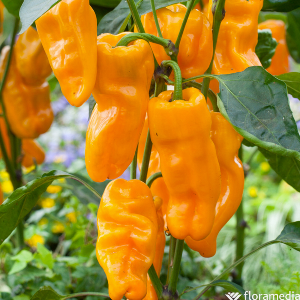 PIMENT P.MARSEILLAIS AB C 0.5L-(830769)