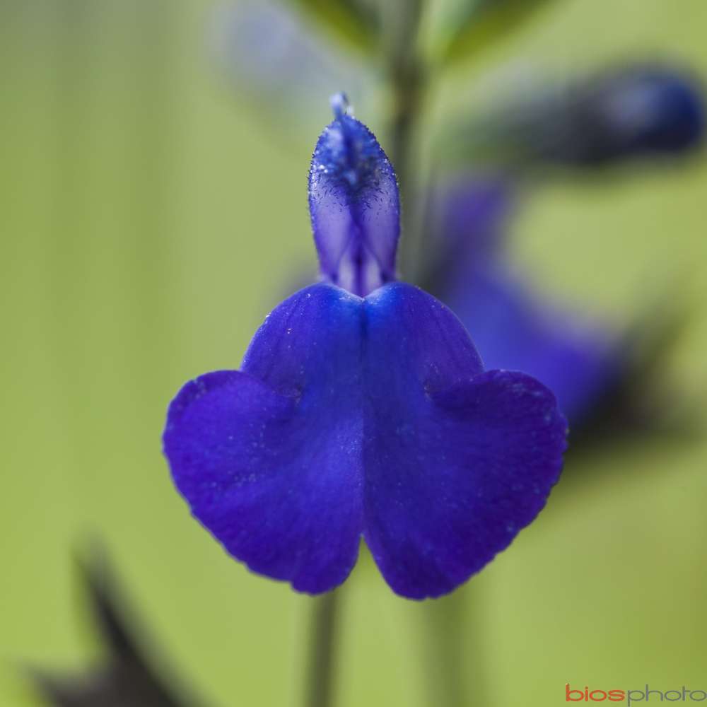 SALVIA BLUE NOTE C 4L MDD-(830813)