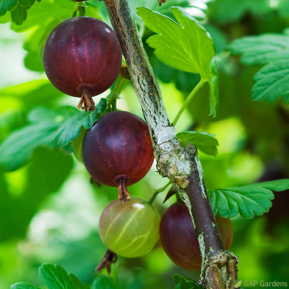 GROS.MAQ.WORCESTER.C 5L-(831271)