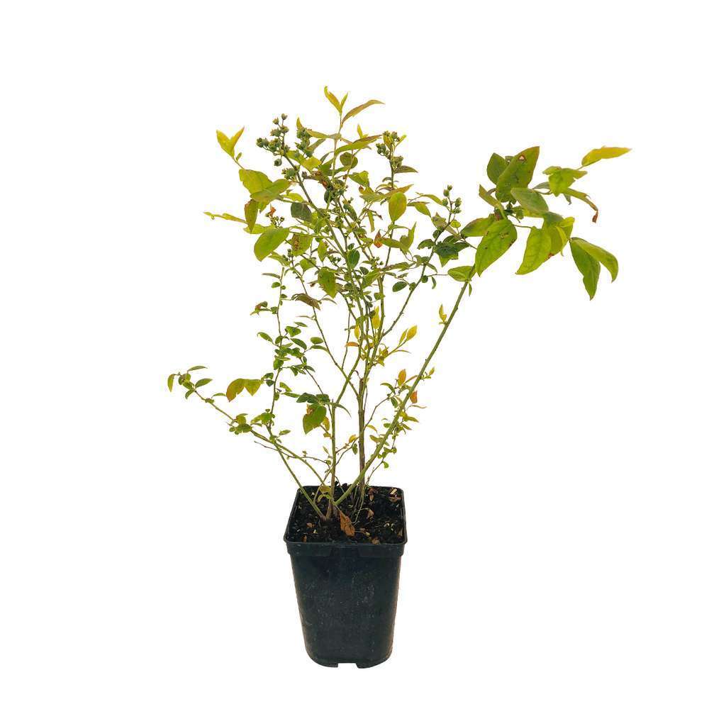 MYRTILLE PINK LEMONADE C 5L-(831272)