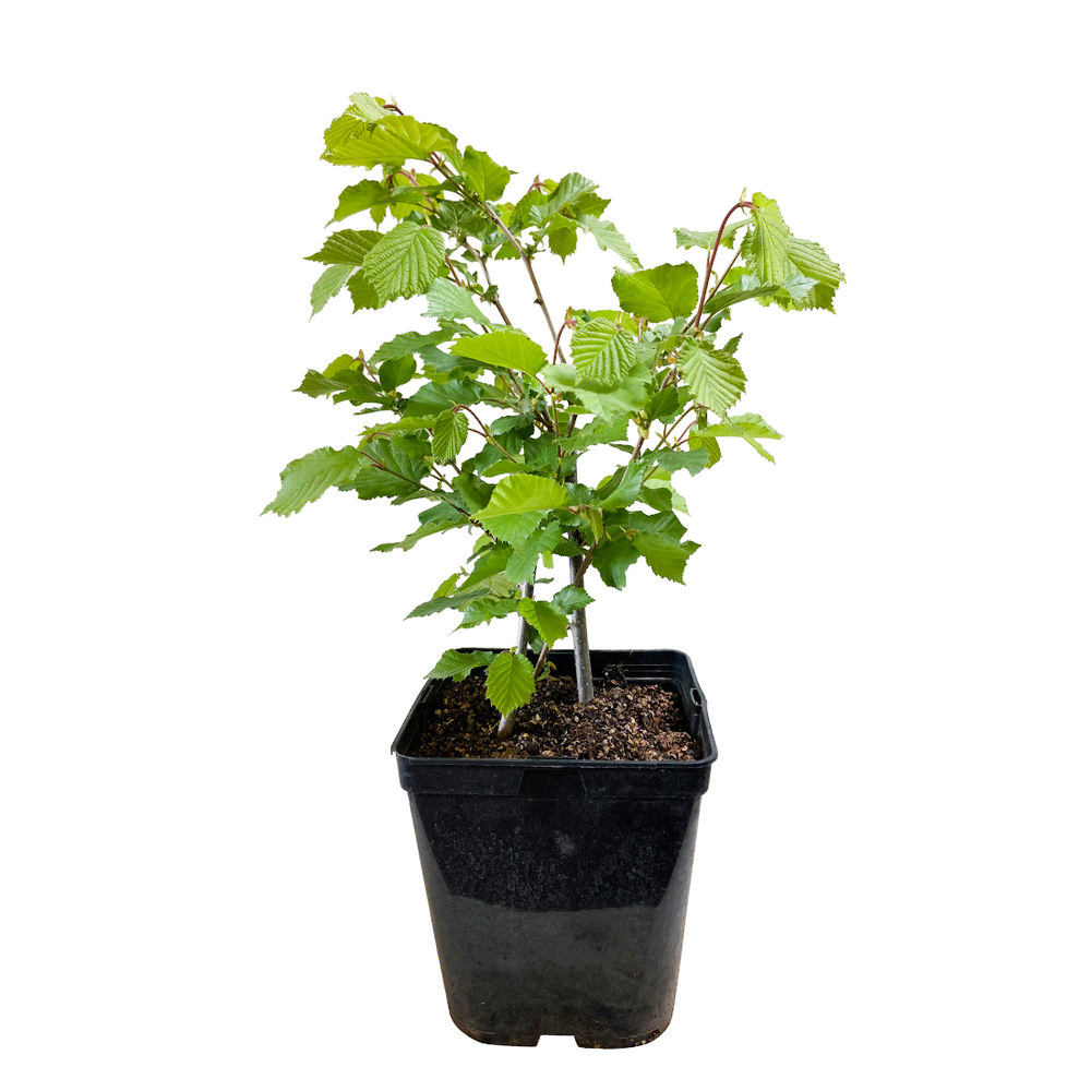 NOISETIER GEANTE DES HALLES C5-(831273)