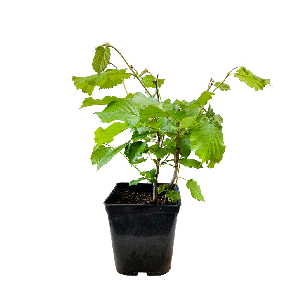 NOISETIER WEBB PRIZE COB C 5L-(831274)