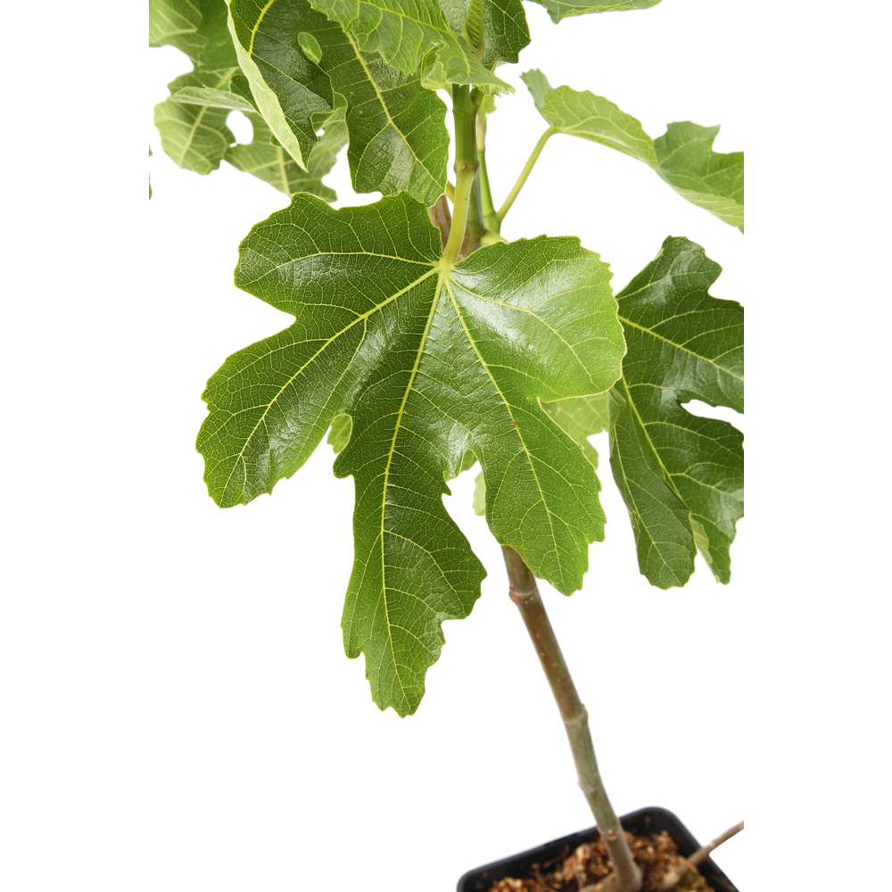 FIGUIER NOIRE BELLONE SUL.C 5L-(831276)