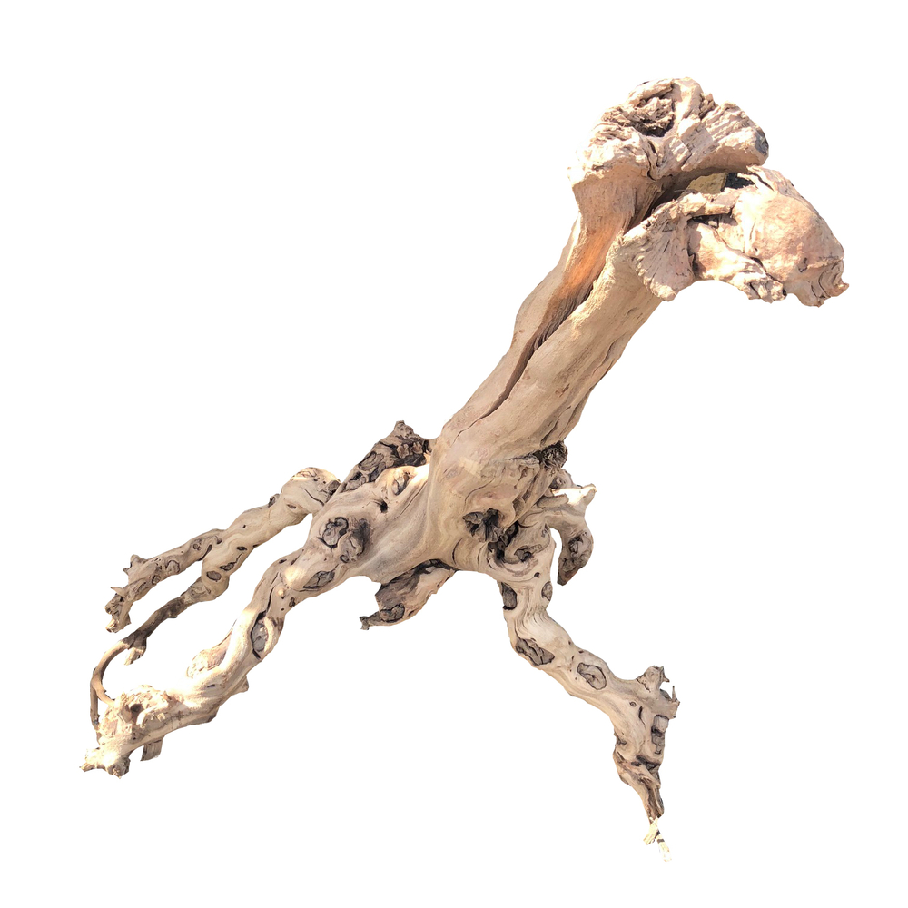 RACINE MOPAVIGNE M 30-55CM-(831457)