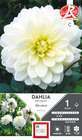 Dahlia Décoratif Blankass Fleurs de France  I x1