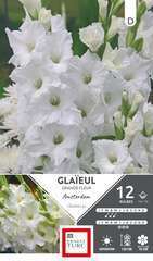 GLAIEUL GR FL AMSTE 14/16 x12-(831508)