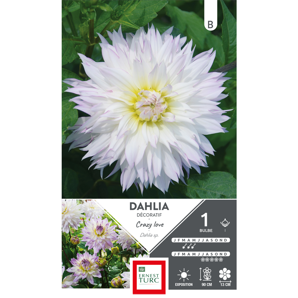 DAHLIA DECO CRAZY LOVE I x1-(831522)