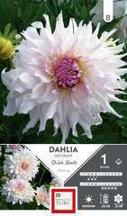 DAHLIA DECO SHILOH NOELLE I x1-(831525)