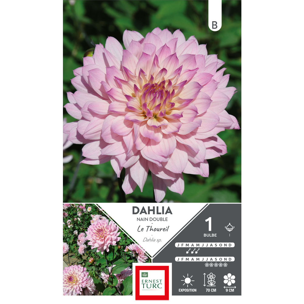 Dahlia Nain Double Le Thoureil I x1
