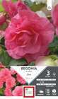 Bégonia Double Rose 5/6 x3