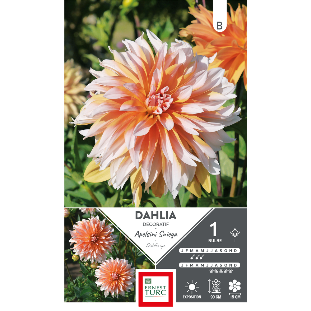 DAHLIA DECO APEL SNIEGA I x1-(831535)