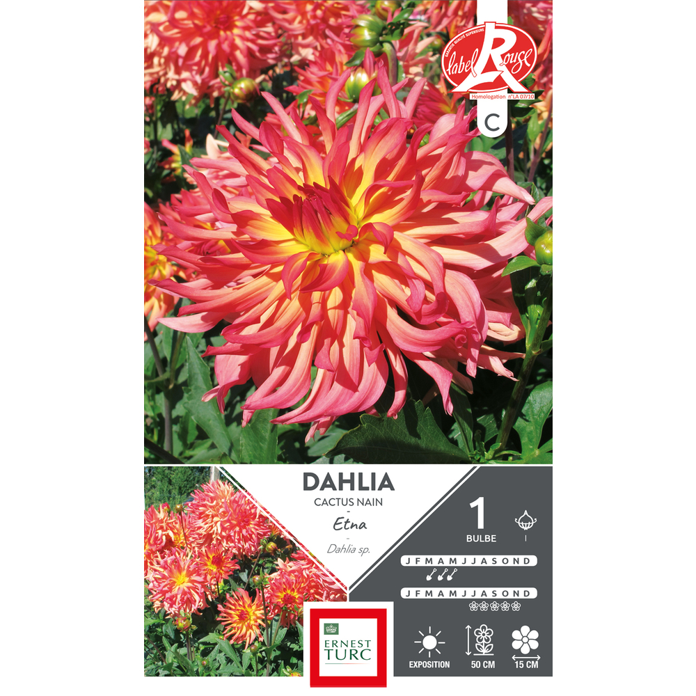 DAHLIA CAC NN ETNA LR I x1-(831542)