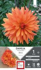 DAHLIA NAIN DOUBLE BAHIA I x1-(831545)