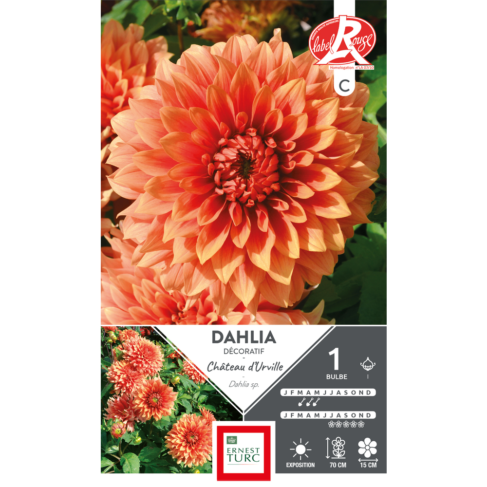 DAHLIA DECO URVILLE LR I x1-(831546)