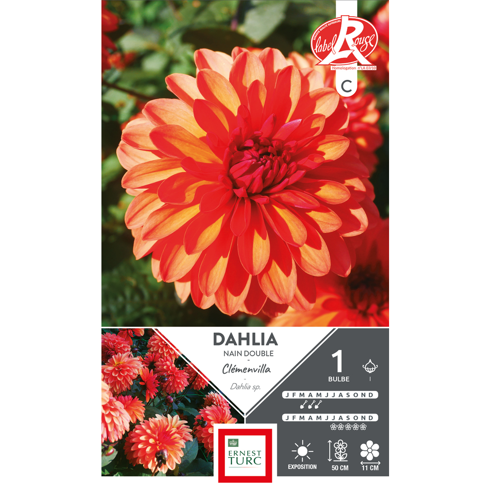DAHLIA NN DBL CLEMEN LR I x1-(831547)