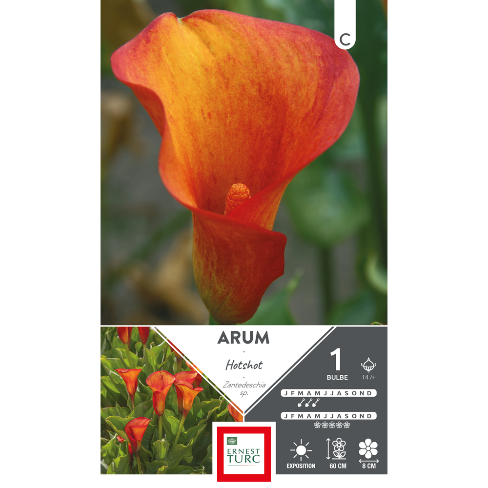Arum Hotshot 14/+ X1