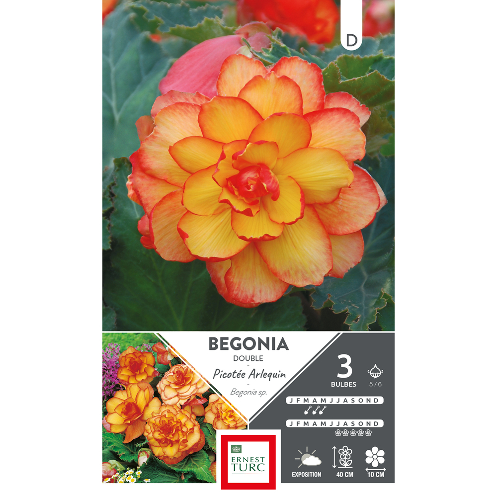 Bégonia double picotee Arlequin 5/6 x3