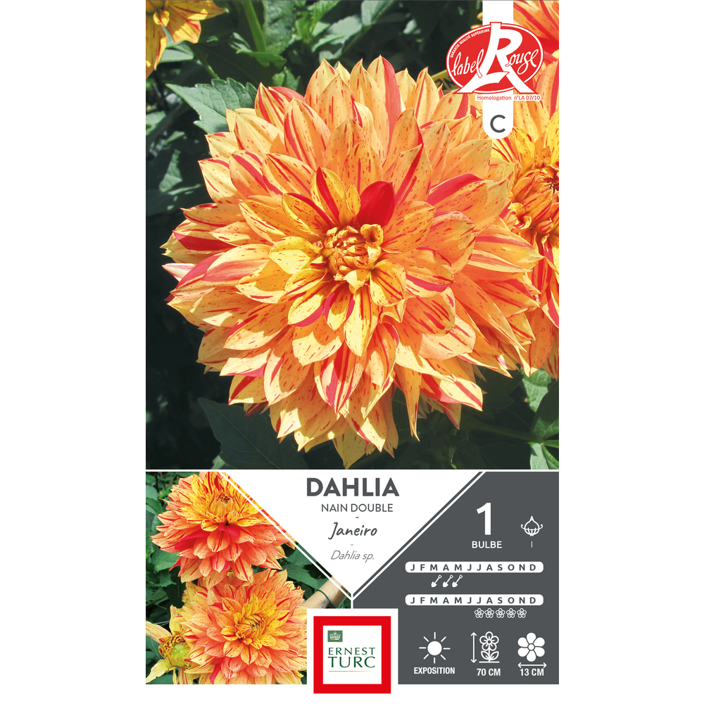 DAHLIA NN DBL JANEIRO LR I x1-(831559)