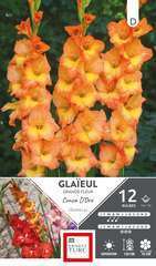 GLAIEUL GRD FLE ORO 14/16 x12-(831561)
