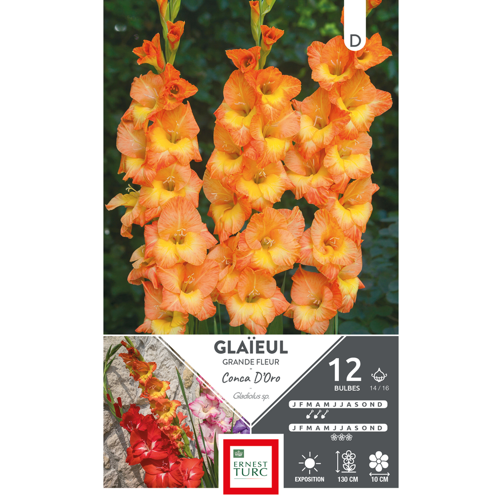 GLAIEUL GRD FLE ORO 14/16 x12-(831561)