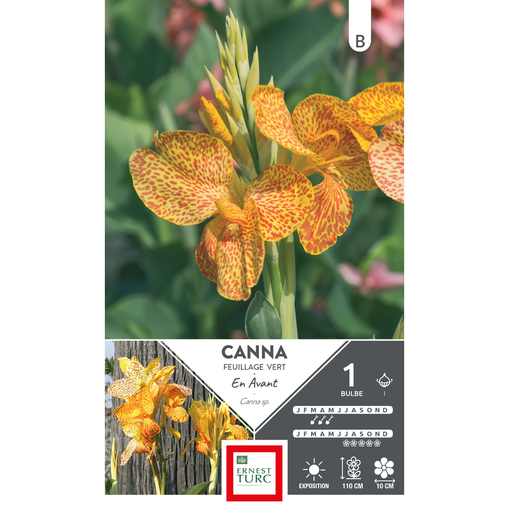 Canna Haut En Avant x1