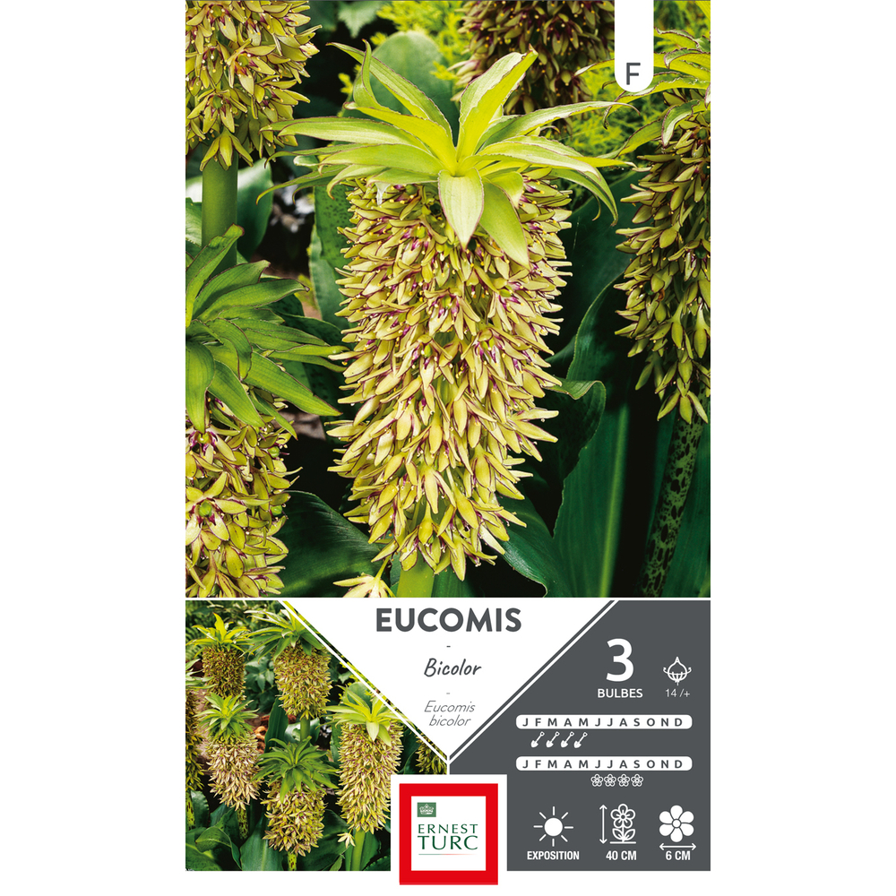 EUCOMIS BICOLOR 14/+ x3-(831567)