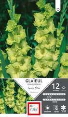 GLAIEUL GRD FL STAR 14/16 x12-(831568)