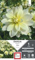 DAHLIA BUISSON SOFIA I x1-(831570)